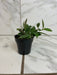 The Plant Farm® Houseplants Hoya Sipitangensis, 2" Plant