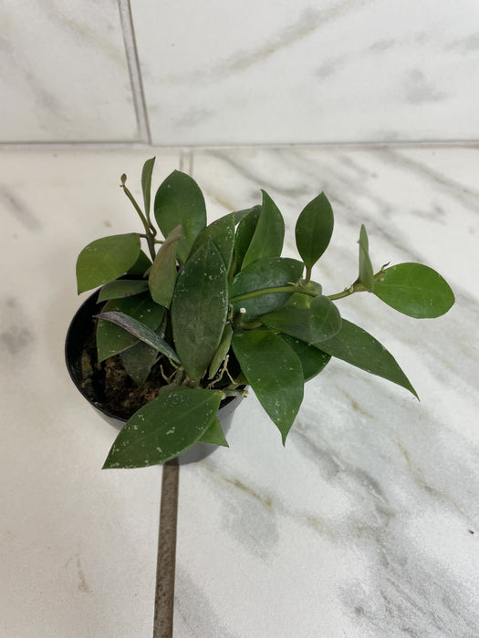 The Plant Farm® Houseplants Hoya Sipitangensis, 2" Plant