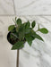 The Plant Farm® Houseplants Hoya Sipitangensis, 2" Plant