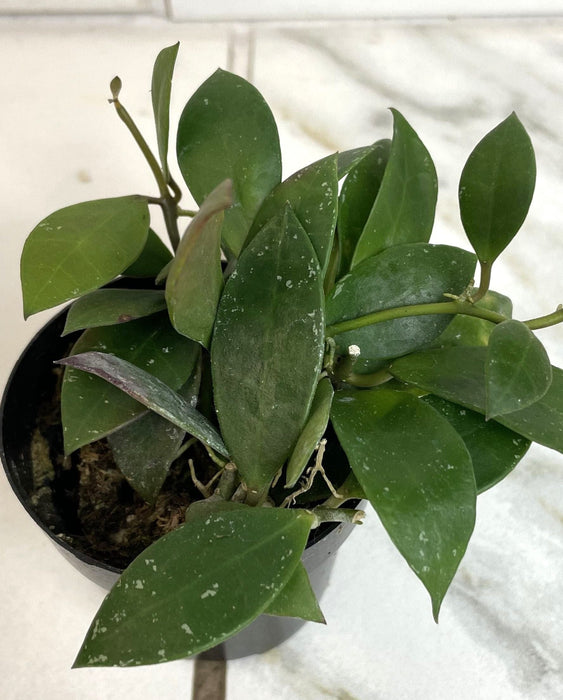 The Plant Farm® Houseplants Hoya Sipitangensis, 2" Plant