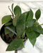 The Plant Farm® Houseplants Hoya Sipitangensis, 2" Plant