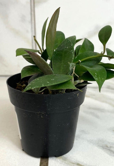 The Plant Farm® Houseplants Hoya Sipitangensis, 2" Plant