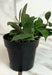 The Plant Farm® Houseplants Hoya Sipitangensis, 2" Plant