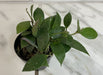 The Plant Farm® Houseplants Hoya Sipitangensis, 2" Plant