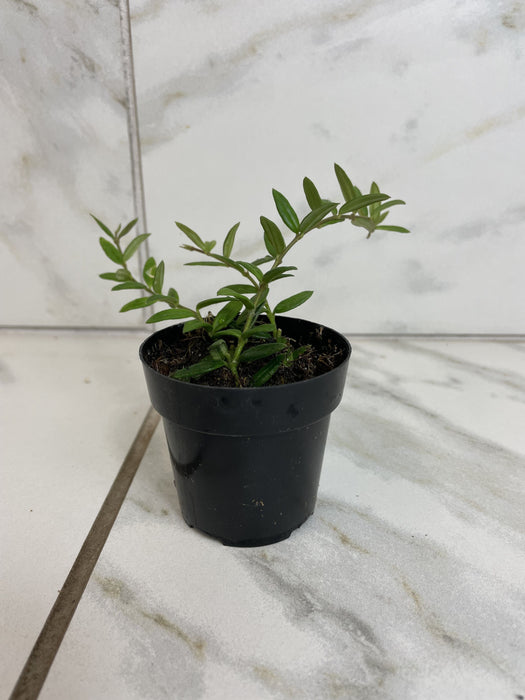 The Plant Farm® Houseplants Hoya Sp. Aff. Engleriana, 2" Plant