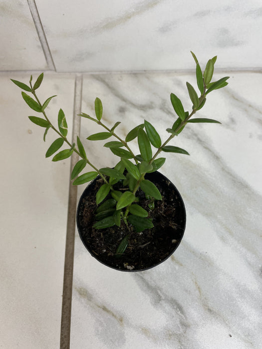 The Plant Farm® Houseplants Hoya Sp. Aff. Engleriana, 2" Plant