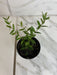 The Plant Farm® Houseplants Hoya Sp. Aff. Engleriana, 2" Plant