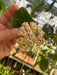 The Plant Farm® Houseplants Hoya SP BP01, 2" Plant