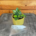 The Plant Farm® Houseplants Hoya Starter Pack - Sigillatis, Compacta, Curtisii, and Chouke, 2" Plants