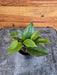 The Plant Farm® Houseplants Hoya Sunrise, 2" Plant