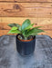 The Plant Farm® Houseplants Hoya Sunrise, 2" Plant