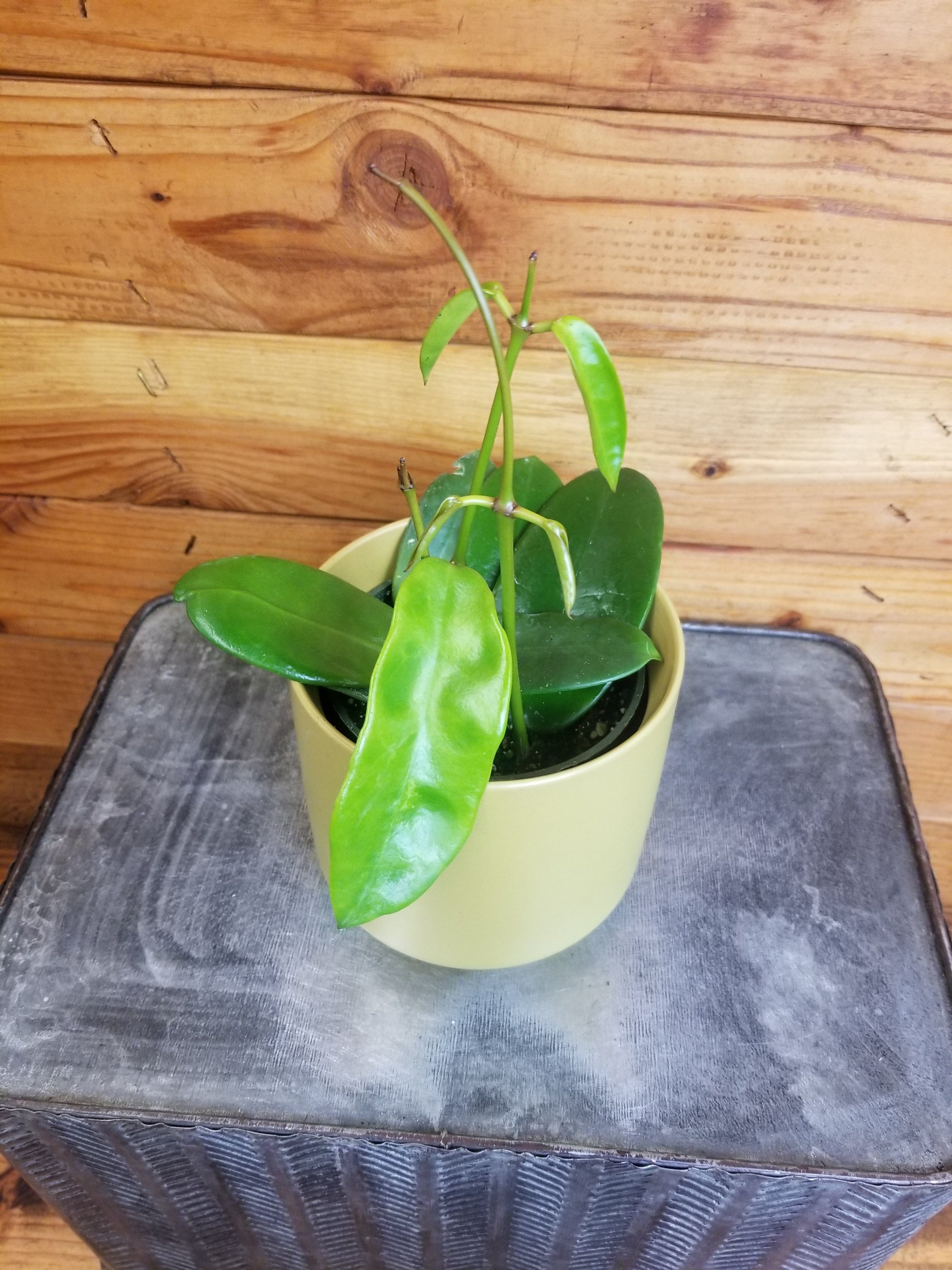 1025＊Hoya ＊ホヤ ＊diversifolia ＊グリーンオングリーン 1025＊Hoya ＊ホヤ ＊diversifolia ＊グリーンオングリーン その他観葉植物