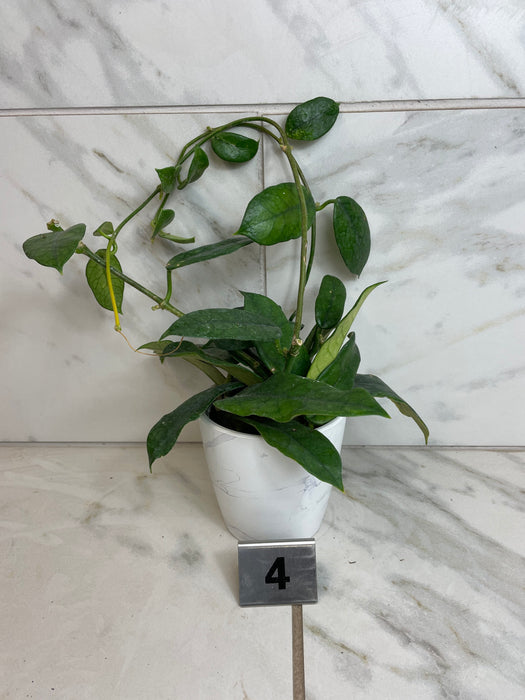 The Plant Farm® Houseplants Hoya Villosa, 4" Plant-Pick Your Plant
