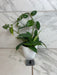 The Plant Farm® Houseplants Hoya Villosa, 4" Plant-Pick Your Plant