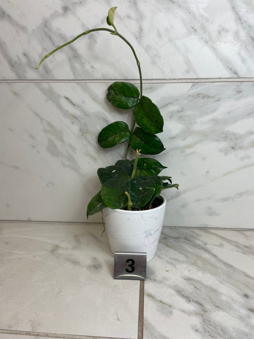 The Plant Farm® Houseplants Hoya Villosa, 4" Plant-Pick Your Plant