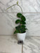The Plant Farm® Houseplants Hoya Villosa, 4" Plant-Pick Your Plant