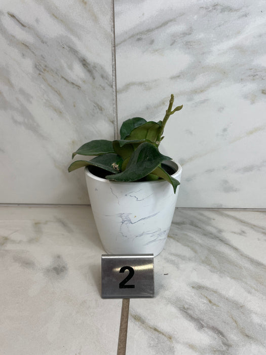 The Plant Farm® Houseplants Hoya Villosa, 4" Plant-Pick Your Plant