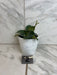 The Plant Farm® Houseplants Hoya Villosa, 4" Plant-Pick Your Plant
