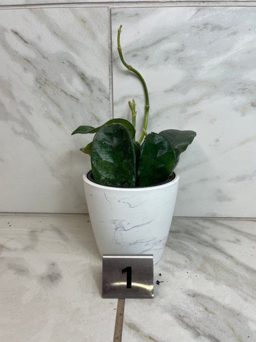 The Plant Farm® Houseplants Hoya Villosa, 4" Plant-Pick Your Plant