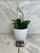 The Plant Farm® Houseplants Hoya Villosa, 4" Plant-Pick Your Plant