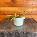 The Plant Farm® Houseplants Hoya Wayetii Variegated, 2" Plant
