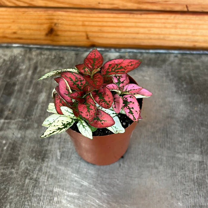 hypoestes indoor plant care Hypoestes Polka Dot Plant Mixed Color, 2" Plant — The Plant Farm®