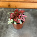 The Plant Farm® Houseplants Hypoestes Polka Dot Plant Mixed Color, 2" Plant