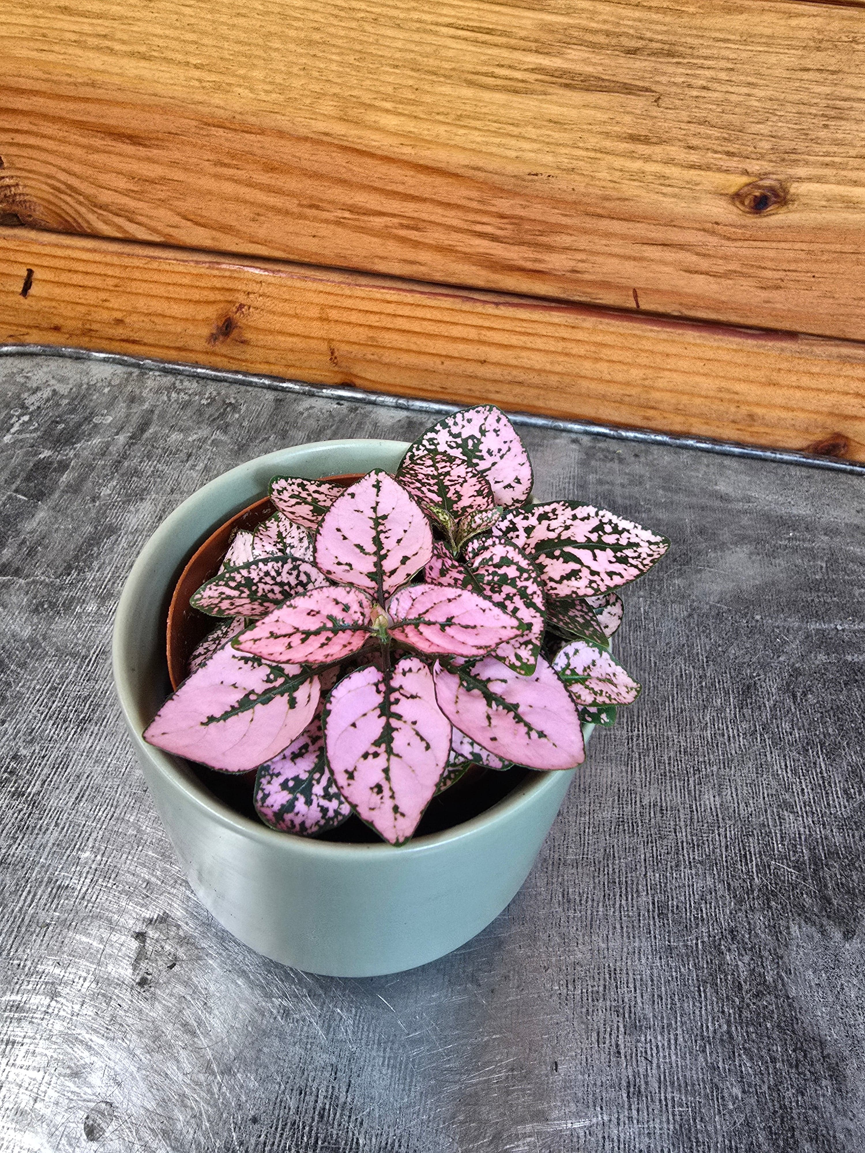 pink polka dot plant indoors Hypoestes Polka Dot Plant Pink Splash, 2" Plant