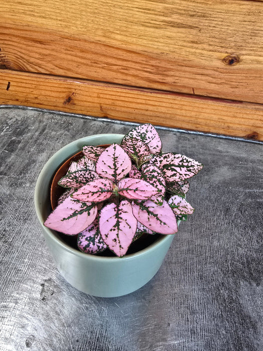 pink polka dot plant care indoor Hypoestes Polka Dot Plant Pink Splash, 2" Plant — The Plant Farm®