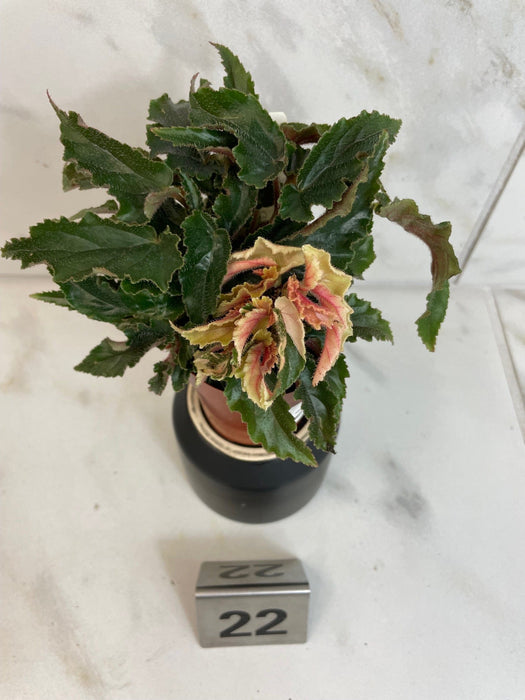 The Plant Farm® Houseplants Low Variegation Begonia Ginny Galaxy - Pick Your Plant, 2" Plant