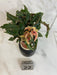 The Plant Farm® Houseplants Low Variegation Begonia Ginny Galaxy - Pick Your Plant, 2" Plant