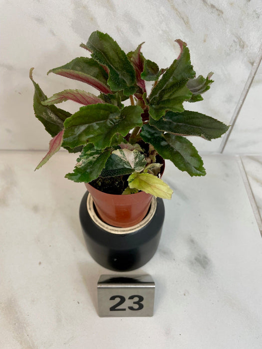 The Plant Farm® Houseplants Low Variegation Begonia Ginny Galaxy - Pick Your Plant, 2" Plant