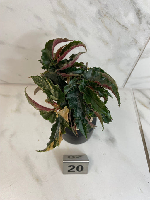 The Plant Farm® Houseplants Low Variegation Begonia Ginny Galaxy - Pick Your Plant, 2" Plant