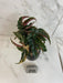 The Plant Farm® Houseplants Low Variegation Begonia Ginny Galaxy - Pick Your Plant, 2" Plant