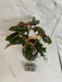 The Plant Farm® Houseplants Low Variegation Begonia Ginny Galaxy - Pick Your Plant, 2" Plant