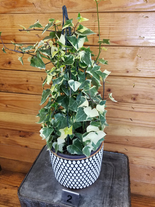 The Plant Farm® Houseplants Macroglossus Wax Ivy Trellised-Pick Your Plant, 6" Plant