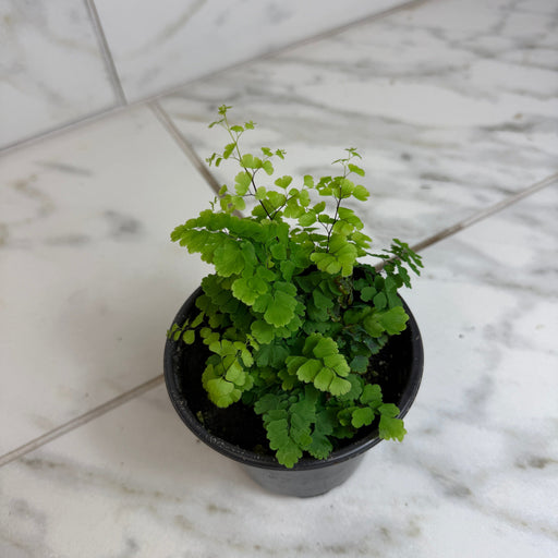 The Plant Farm® Houseplants Maidenhair 'Adiantum Monocolor' Fern, 4" Plant