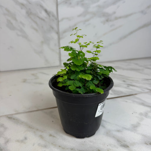 The Plant Farm® Houseplants Maidenhair 'Adiantum Monocolor' Fern, 4" Plant