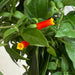 The Plant Farm® Houseplants Manettia Candy Corn Vine, 2" Plant