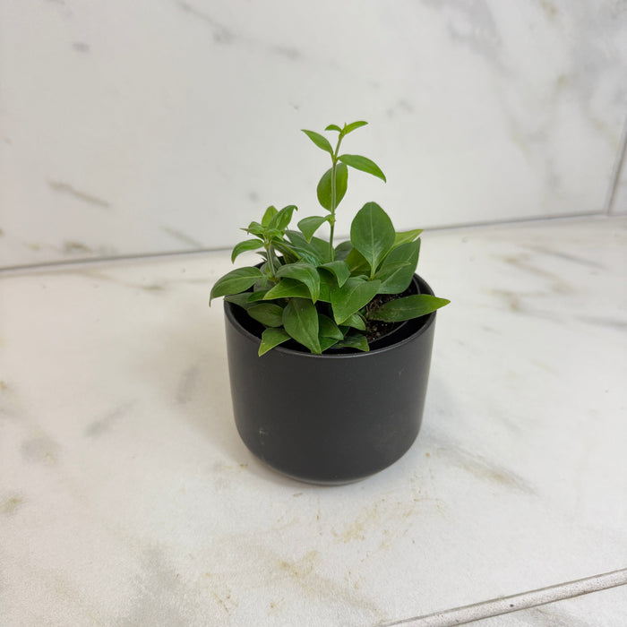 The Plant Farm® Houseplants Manettia Candy Corn Vine, 2" Plant