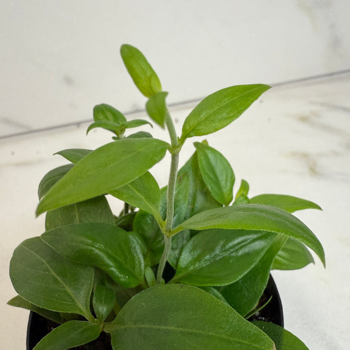 The Plant Farm® Houseplants Manettia Candy Corn Vine, 2" Plant