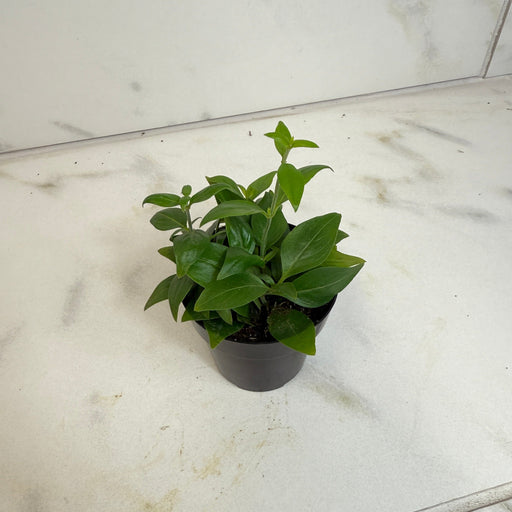 The Plant Farm® Houseplants Manettia Candy Corn Vine, 2" Plant