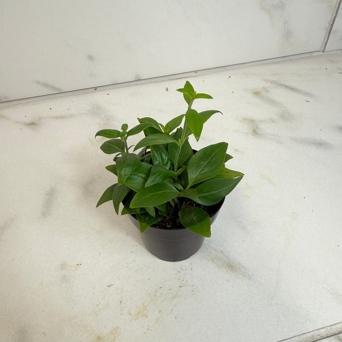 The Plant Farm® Houseplants Manettia Candy Corn Vine, 2" Plant