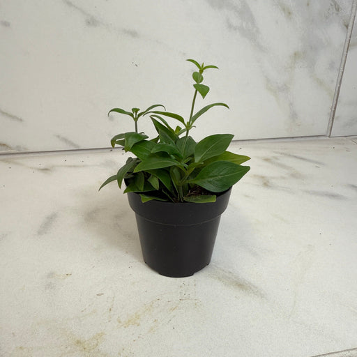 The Plant Farm® Houseplants Manettia Candy Corn Vine, 2" Plant