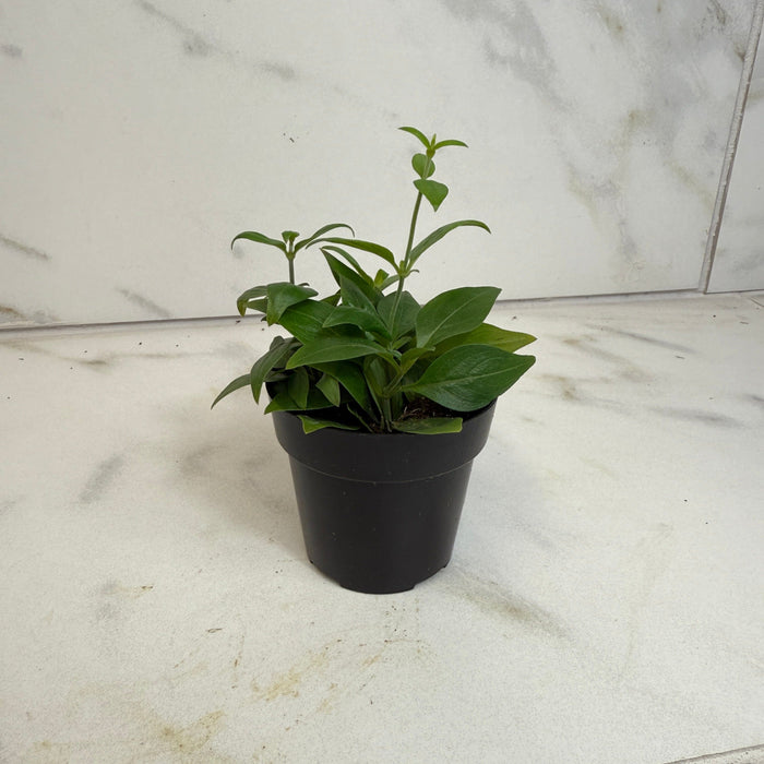 The Plant Farm® Houseplants Manettia Candy Corn Vine, 2" Plant