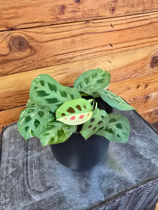 The Plant Farm® Houseplants Maranta Leuconeura Beauty Kim, 4" Plant