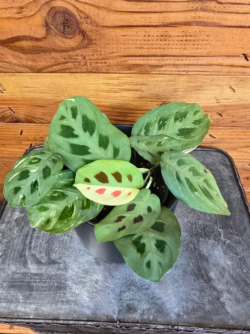 The Plant Farm® Houseplants Maranta Leuconeura Beauty Kim, 4" Plant