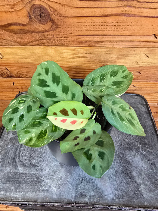 prayer plant beauty kim Maranta Leuconeura Beauty Kim, 4" Plant — The Plant Farm®