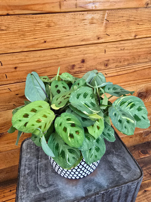 The Plant Farm® Houseplants Maranta Leuconeura Beauty Kim, 6" Plant