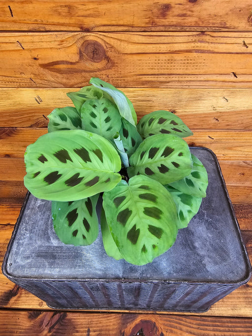 The Plant Farm® Houseplants Maranta Leuconeura Green, 4" Plant